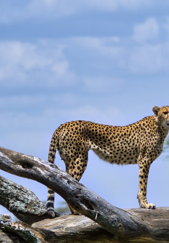 Tanzania Wildlife & Zanzibar • Standaard